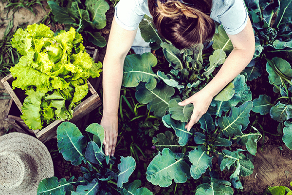 Green Catering - Nachhaltigkeit bei accente